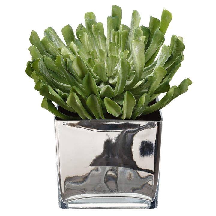 13" Echeveria In Vase