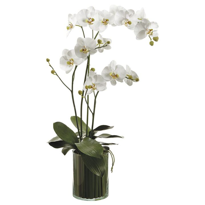Orchids in Soil Glass Vase