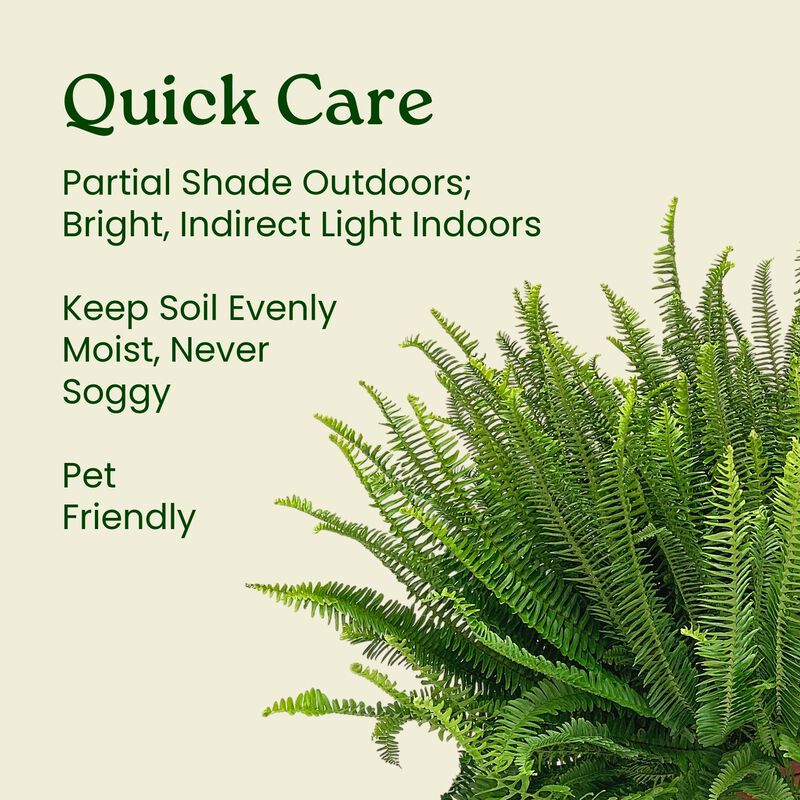 Green Kimberly Queen Fern House Plant in 3 Gallon Nursery Pot 1 -Pack image number 5