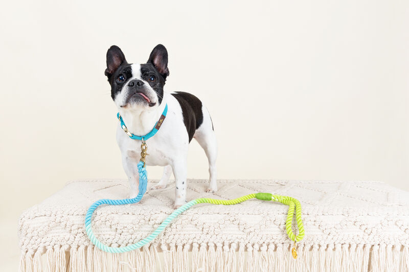 Alexandria Rope Dog Leash image number 1
