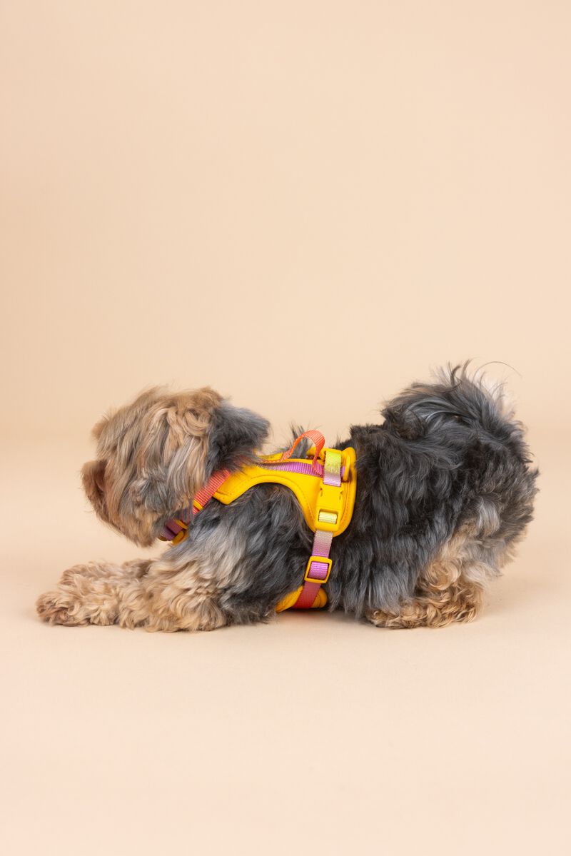 Kenna Dog Harness image number 2