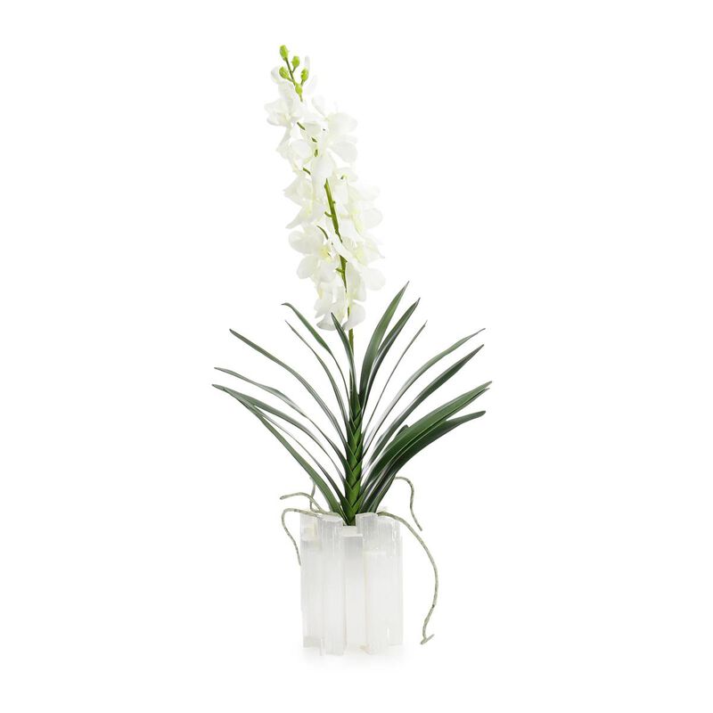 Dendrobium 'N' Selenite image number 0