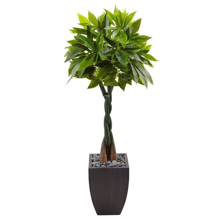 Nearly Natural 5-ft Money Tree in Black Square Planter