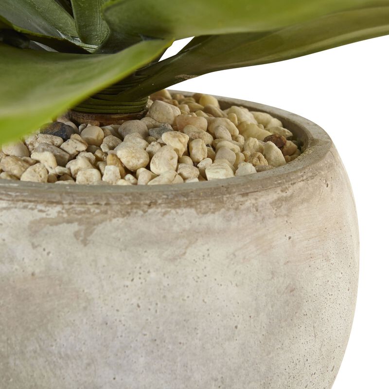 HomPlanti Agave in Sand Colored Bowl