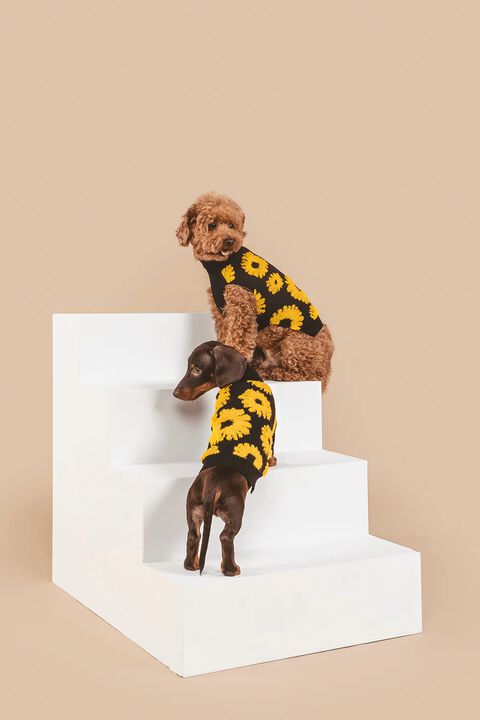 Shaya Pets Sunflower Days Luxury Swetar