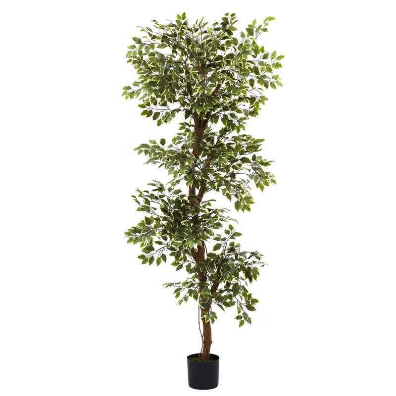 Hivvago 6 Feet Variegated Ficus Tree