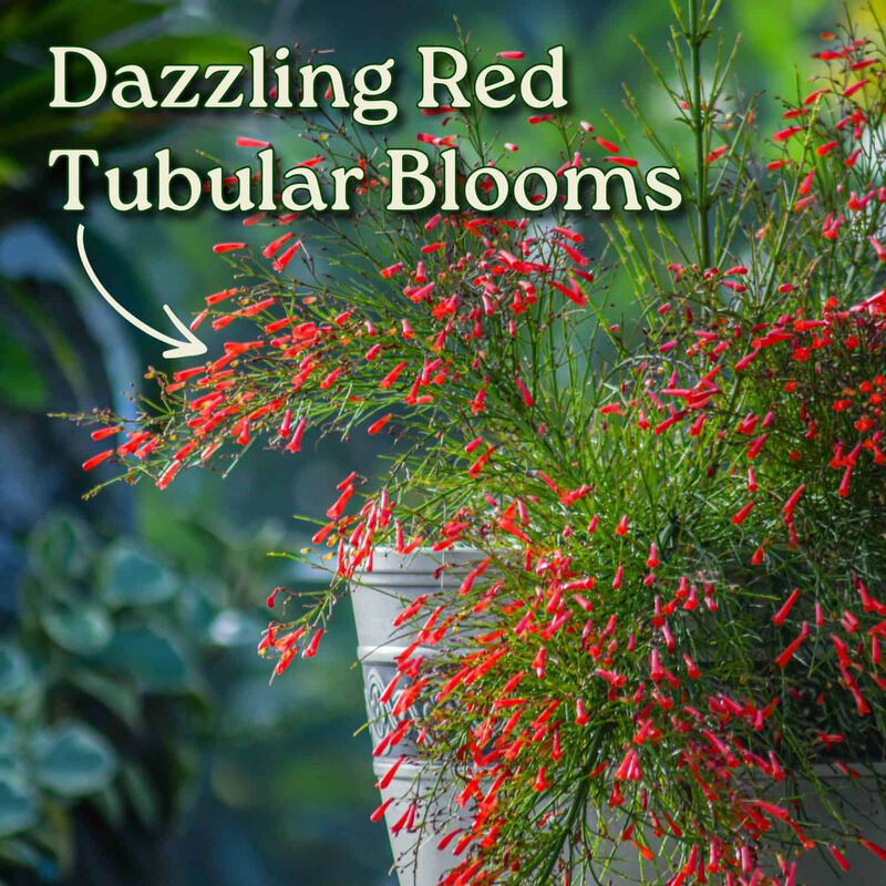 Red Firecracker Bush in 3 Gallon Nursery Pot 1 ‑Pack image number 1