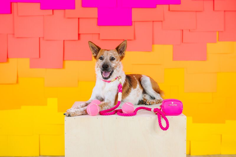 Christine Rope Dog Leash image number 3
