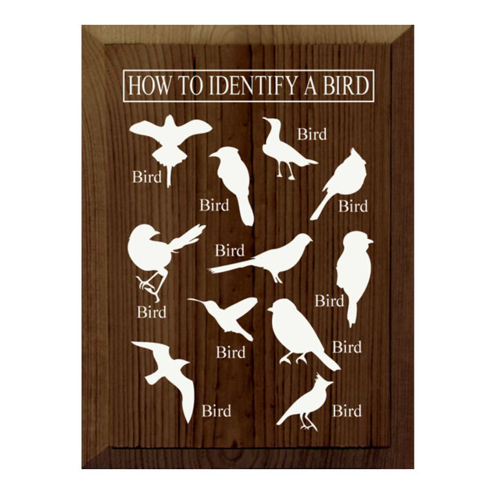 Bird Identification Chart Wall Decor From Solid Knotty Pine