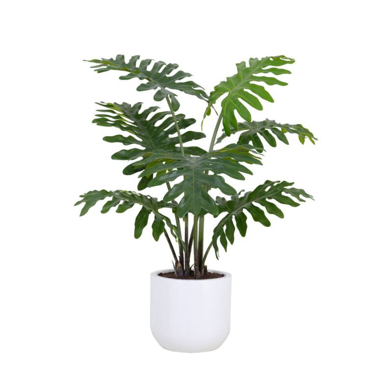 3' Faux Potted Philodendron image number 0