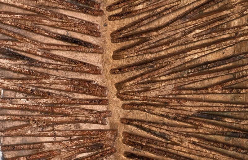 Extra Large Carved Leaf on Stand