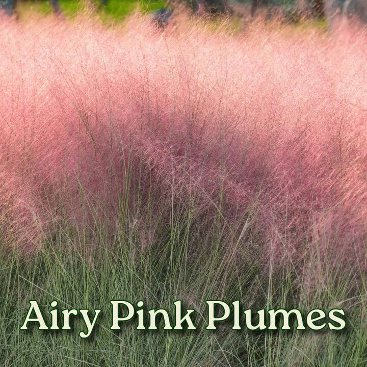 Pink Muhly Grass in 3 Gallon Nursery Pot 1 ‑Pack