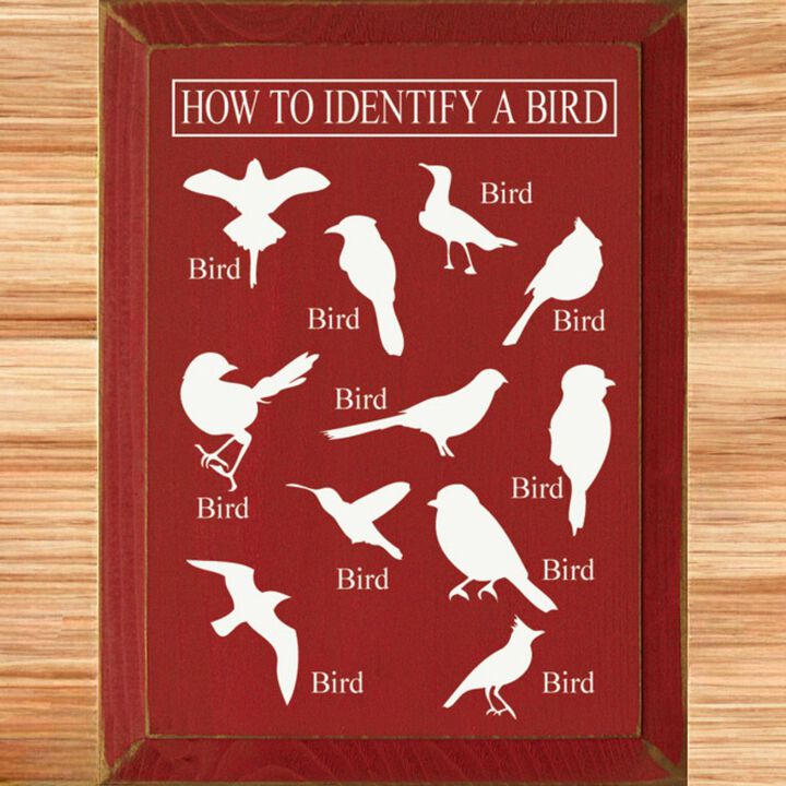 Bird Identification Chart Wall Decor From Solid Knotty Pine
