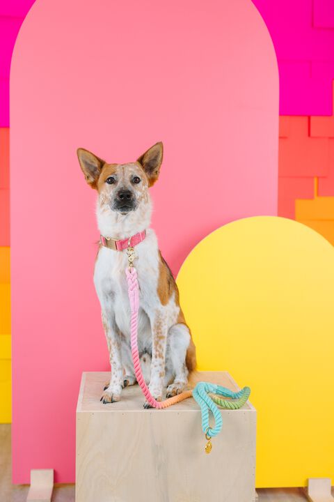 Halston Rope Dog Leash