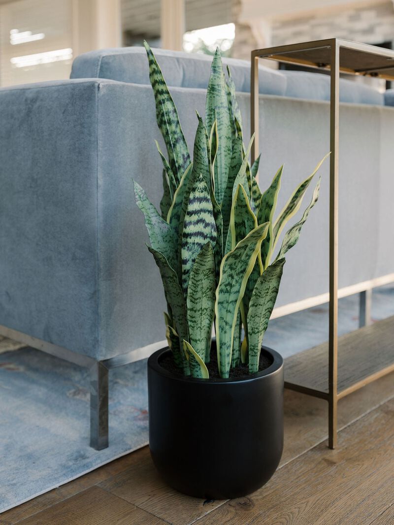 30" Snake Plant image number 1