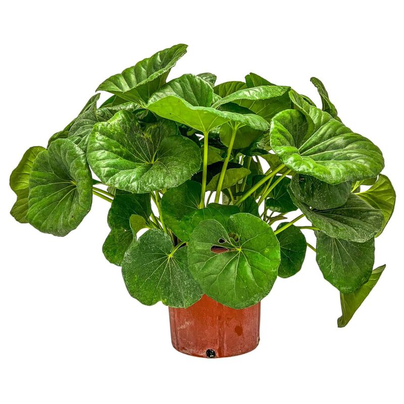 Tractor Seat Plant (Farfugium japonicum) in 3 Gallon Nursery Pot 1 ‑Pack image number 0