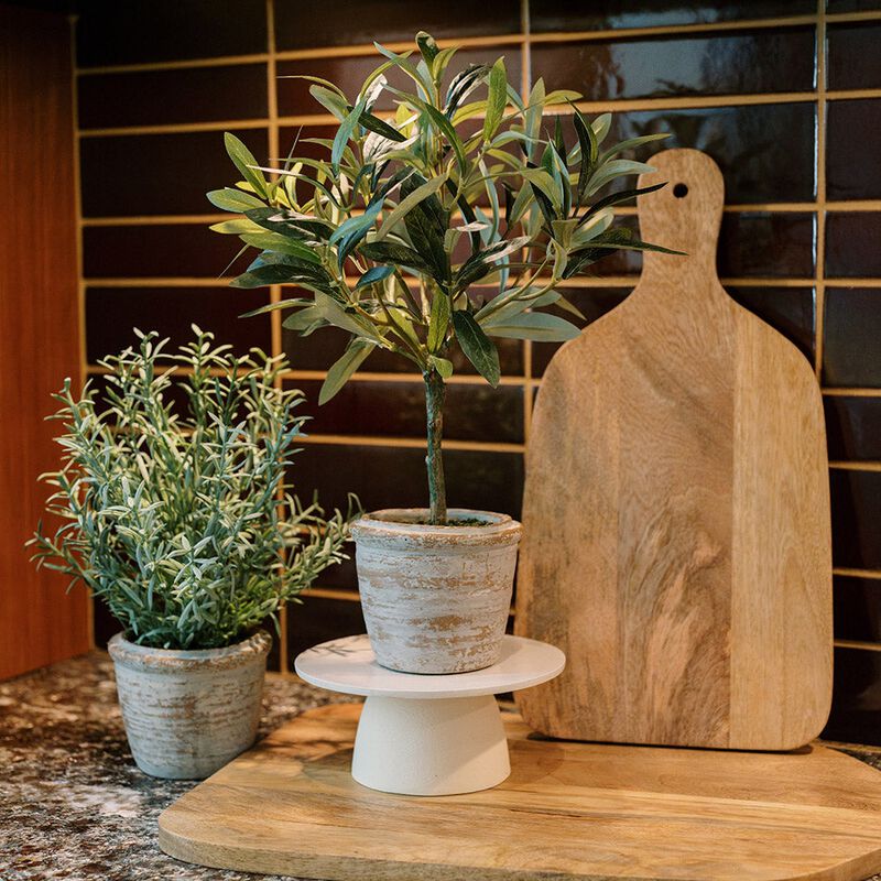 12" Rosemary & 16" Olive Topiary Set image number 8