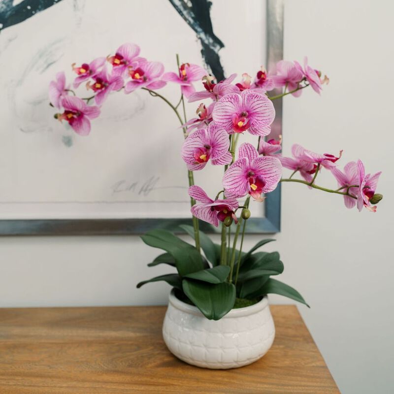 23" Phale Orchid image number 2