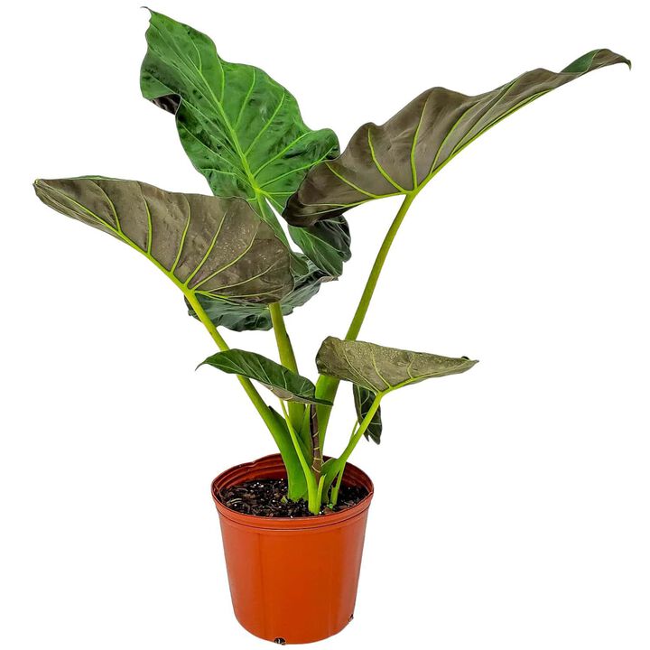 Alocasia Regal Shields House Plant in 3 Gallon Nursery Pot 1 ‑Pack