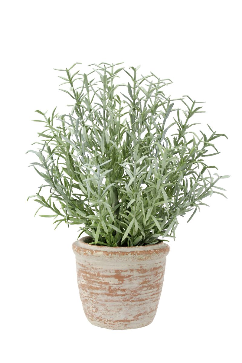 12" Rosemary & 16" Olive Topiary Set image number 7