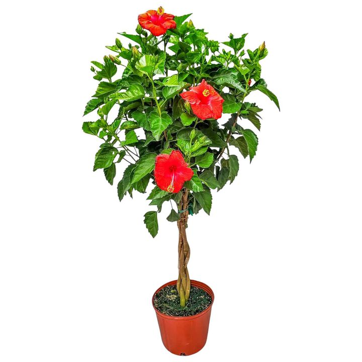 Braided Hibiscus Tree in 3 Gallon Nursery Pot 1 ‑Pack