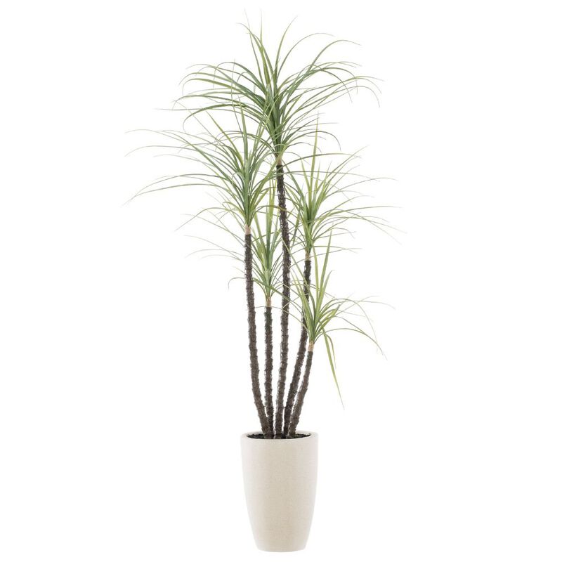 Dracaena Tree