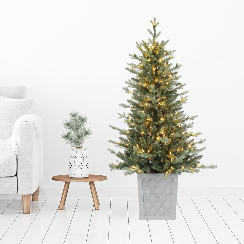 4.5 Foot Barcelona Blue Spruce Potted Tree image number 4