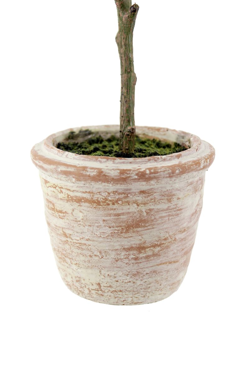 12" Rosemary & 16" Olive Topiary Set image number 4