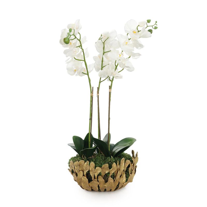 Orchid Elegance image number 0