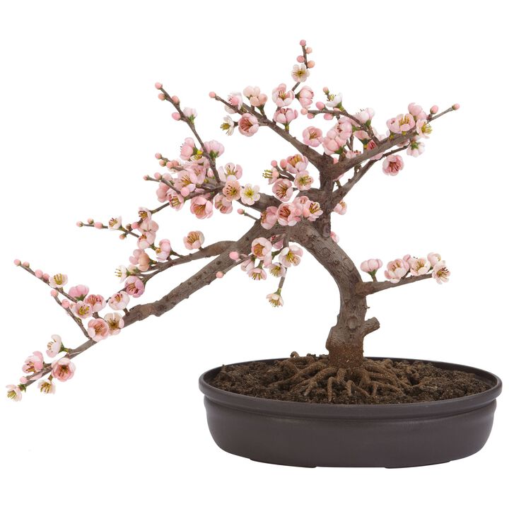 HomPlanti Cherry Blossom Bonsai Silk Tree