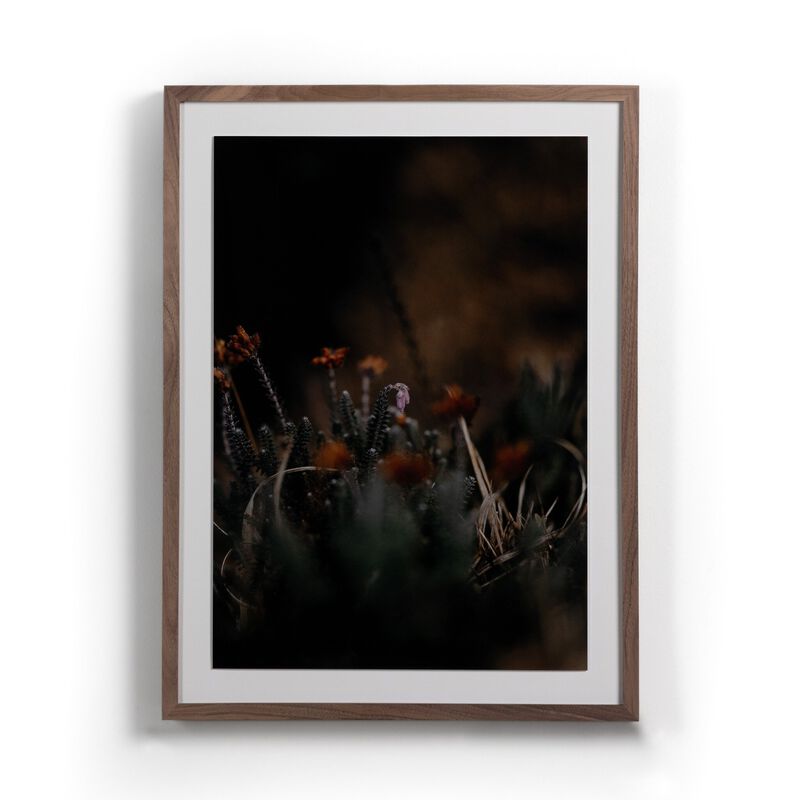 First Bloom by Annie Spratt image number 0