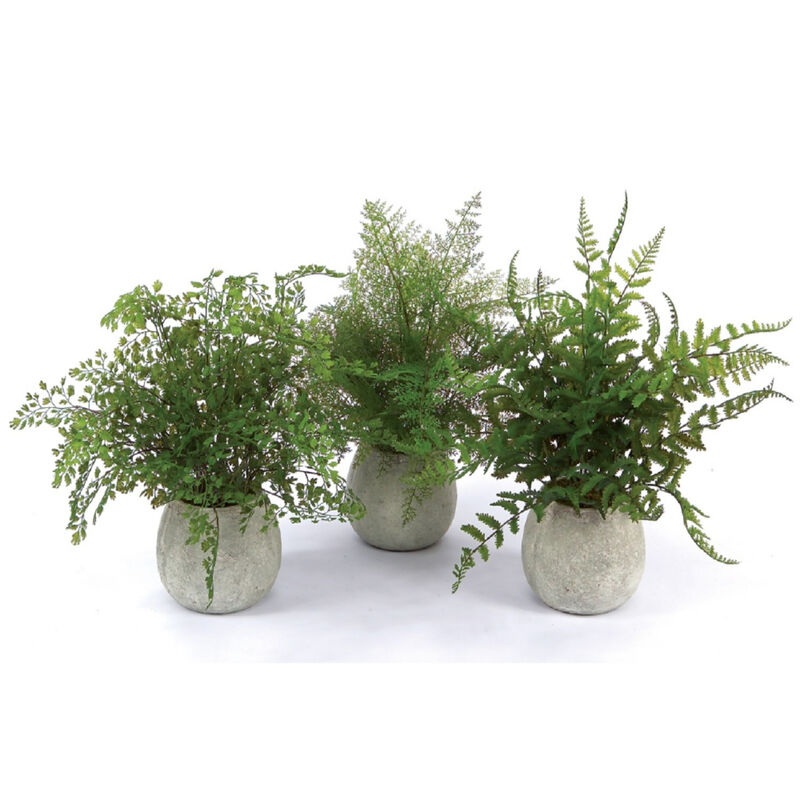 Set of 3 Potted Fern Plants in Grey Pots for Home D&eacute;cor and Indoor Gardening