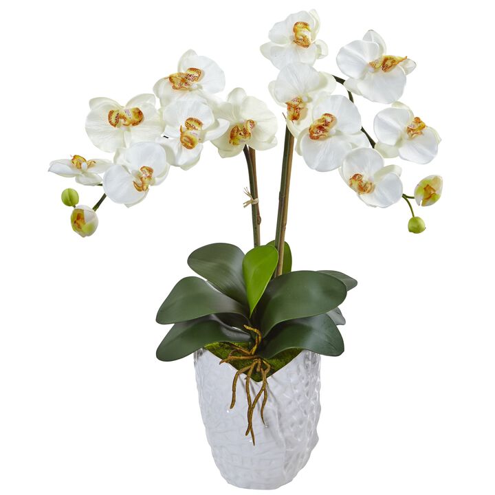 HomPlanti Double Phalaenopsis Orchid in White Vase