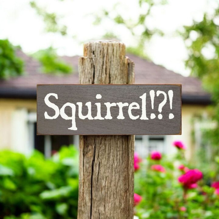 Squirrel Wood Sign Rustic Farmhouse Wall Decor for Living Room, Cabin or Entryway
