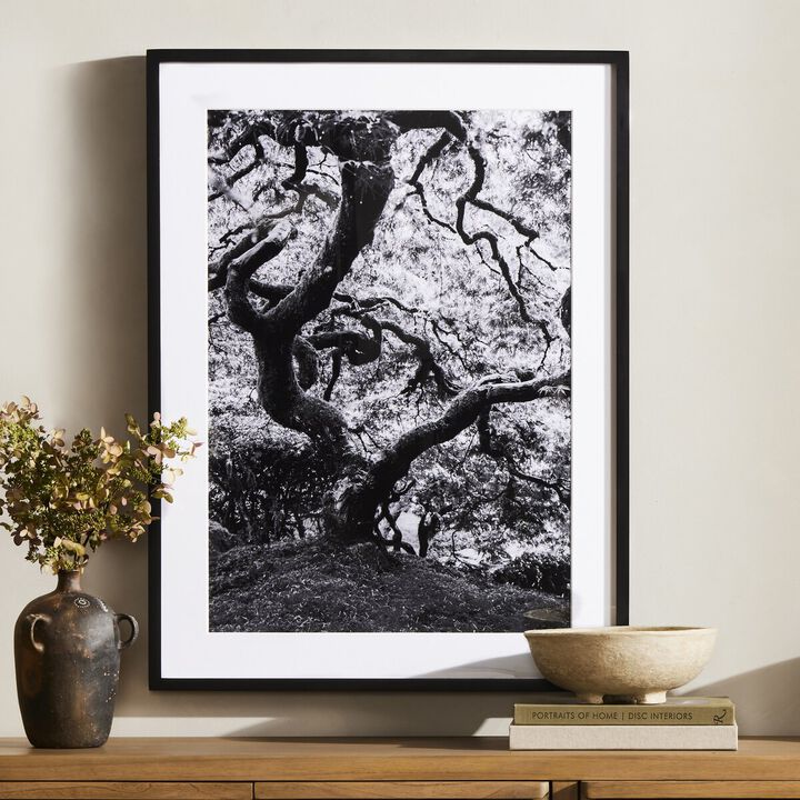 Tree Gaze IV by Coup d'Esprit