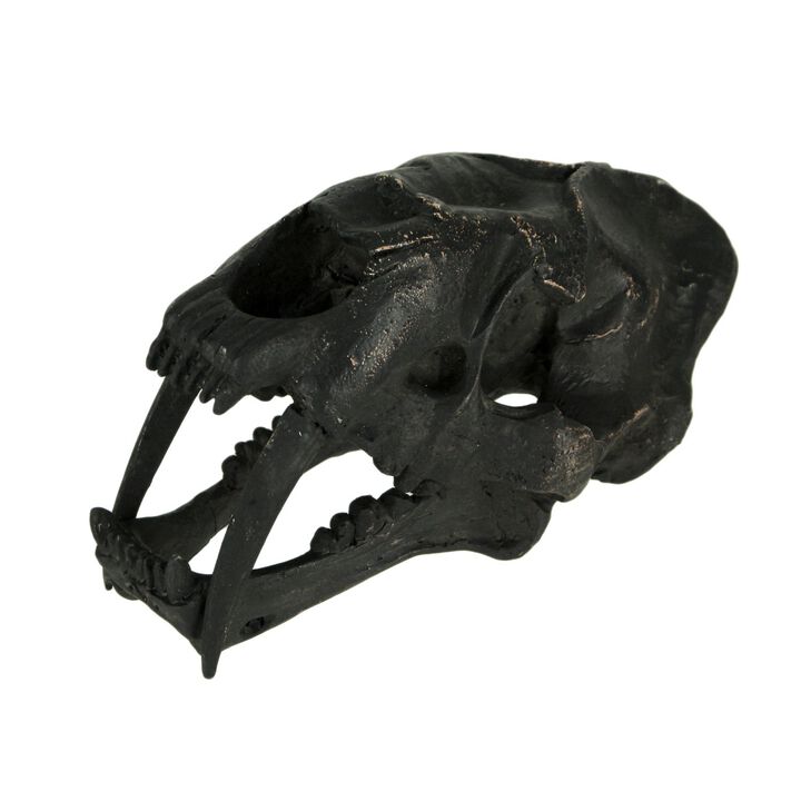 Black Saber Toothed Cat Skull Statue Small