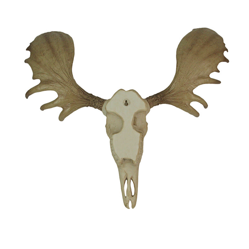 Large Lifelike Bull Moose Skull Hanging Wildlife Decor Statue image number 4