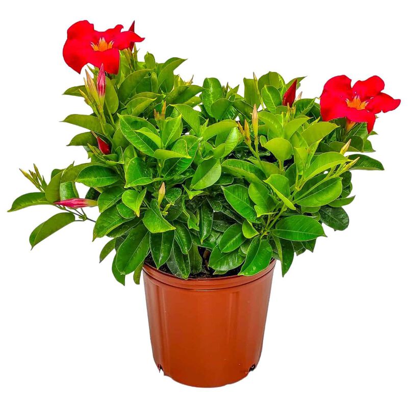 Dipladenia Plant in 3 Gallon Nursery Pot 1 ‑Pack image number 0