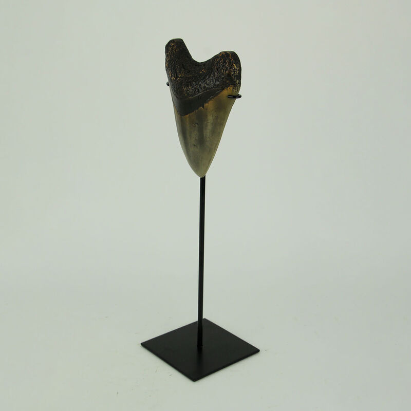 Mounted Giant Megalodon Shark Tooth Fossil Sculpture image number 1