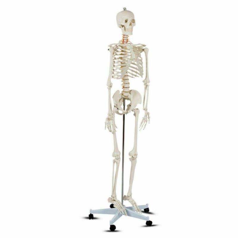 Hivvago Medical School Human Anatomy Class Life-size Skeleton Model