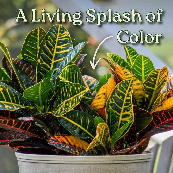 Croton Petra Plant in 3 Gallon Nursery Pot 1 ‑Pack