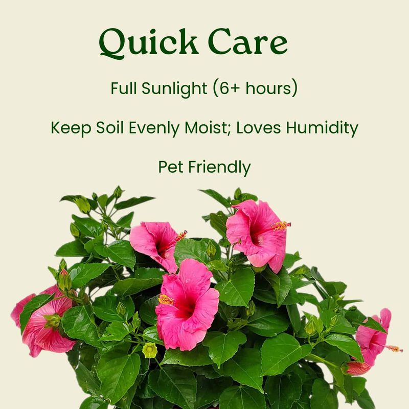 Yoder Dwarf Red Hibiscus Bush in 3 Gallon Nursery Pot 1‑Pack image number 5