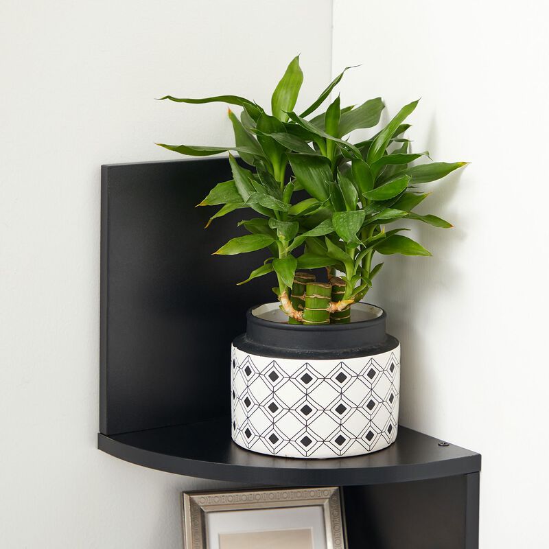 5-Tier Wall Mounted Corner Shelf for Space-Saving Storage and Display