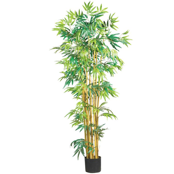 HomPlanti 5 Feet Multi Bambusa Bamboo Silk Tree