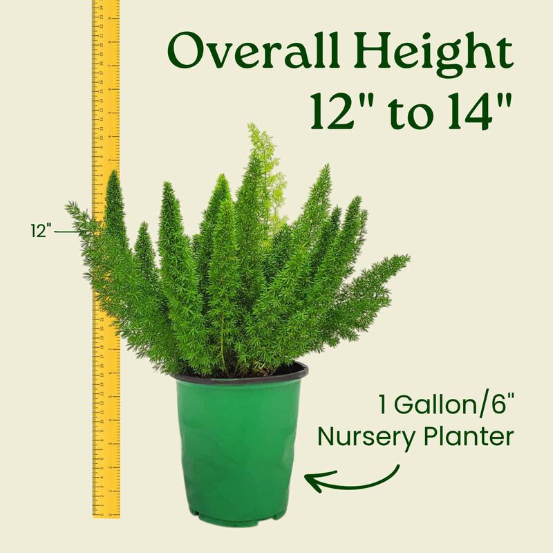 Foxtail Fern (Asparagus densiflorus) in 1 Gallon Nursery Pot 1 ‑Pack image number 2