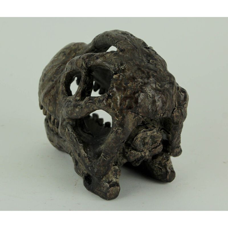 6 Inch Brachiosaurus Dinosaur Skull Fossil Statue Resin Brown Office Desk D&eacute;cor image number 2