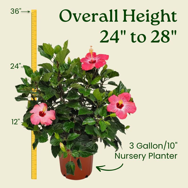 Hibiscus Bush in 3 Gallon Nursery Pot 1 ‑Pack image number 2
