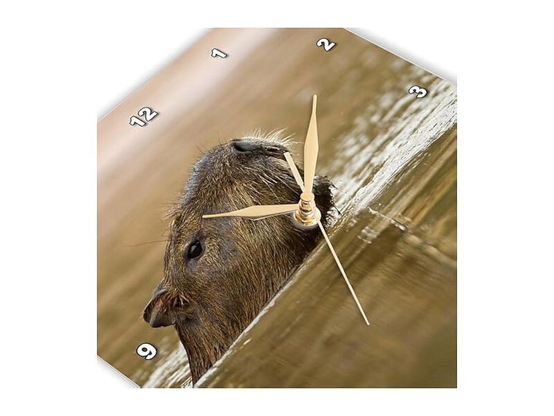 Brazil Matto Grosso Capybara Wildlife Gold Wall Clock 10 Inch Home Decor image number 3