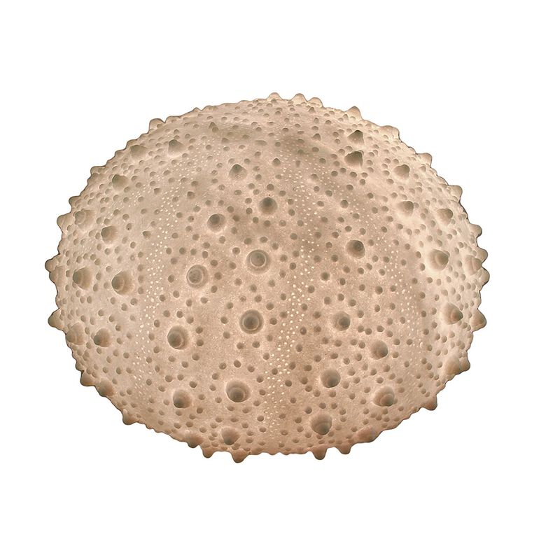 Large White Sea Urchin Coastal Accent Lamp 16 Inch Diameter image number 0