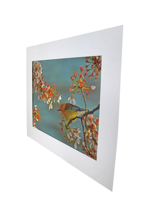 National Geographic Matted Print - Warbler On Cherry Tree - 16 x 20 Inches